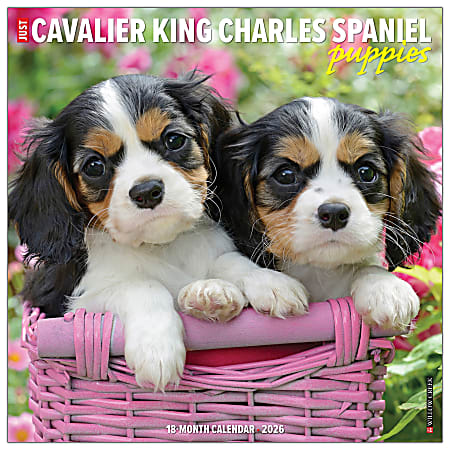 2026 Willow Creek Press Animals Monthly Wall Calendar, 12" x 12", Cavalier King Charles Spaniel Puppies, January To December, 50644