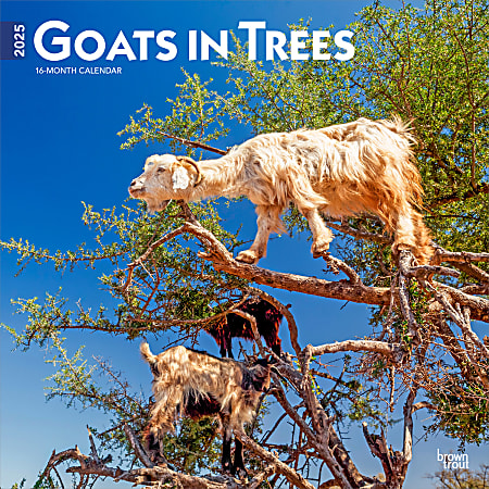 2025 BrownTrout Goats in Trees Monthly Plastic-Free Square Wall Calendar, 12" x 12", Wildlife, January to December 2025, 9781975477059