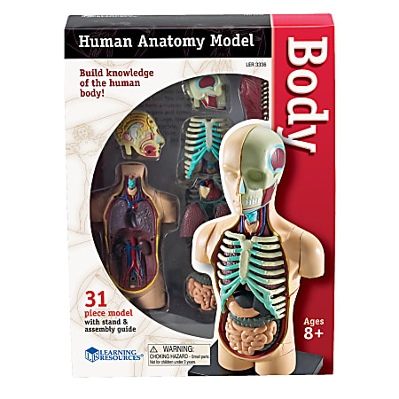 Learning Resources® Model Human Body Anatomy Set, 4 1/2", Grades 3 - 12