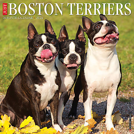 2024 Willow Creek Press Animals Monthly Wall Calendar, 12" x 12", Just Boston Terriers, January To December