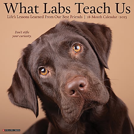Willow Creek Press Animals Monthly Wall Calendar, 12” x 12”, What Labs Teach Us, January To December 2023