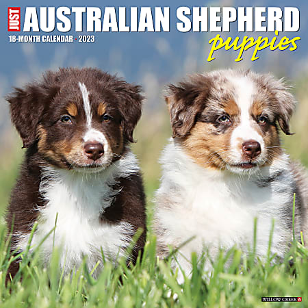 Willow Creek Press Animals Monthly Wall Calendar, 12" x 12", Australian Shepherd Puppies, January To December 2023