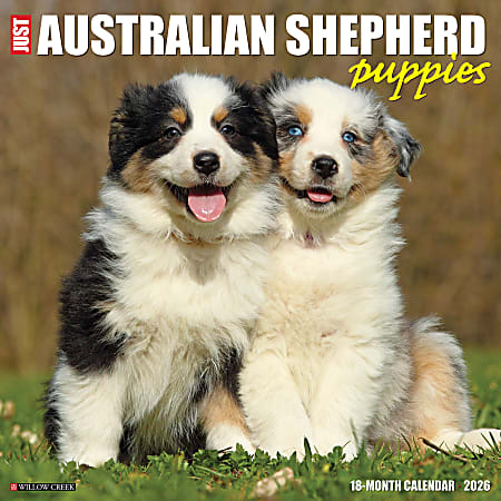 2026 Willow Creek Press Animals Monthly Wall Calendar, 12" x 12", Australian Shepherd Puppies, January To December, 49976