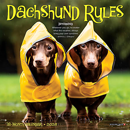 2026 Willow Creek Press Monthly Mini Wall Calendar, 7" x 7", Dachshund Rules, January To December, 53546