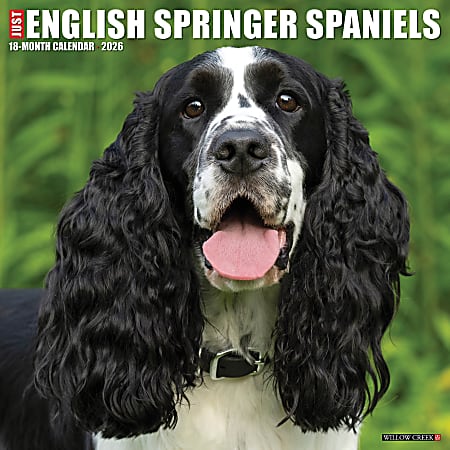 2026 Willow Creek Press Animals Monthly Wall Calendar, 12" x 12", English Springer Spaniels, January To December, 51047