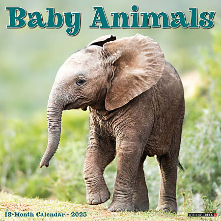 2025 Willow Creek Press Animals Wall Calendar, 12" x 12", Baby Animals, January To December, 41512