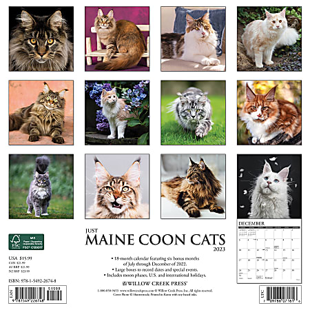 Willow Creek Press Animals Monthly Wall Calendar 12 x 12 Maine Coon ...