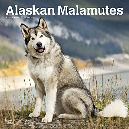 2024 BrownTrout Monthly Square Wall Calendar, 12" x 12", Alaskan Malamutes, January to December