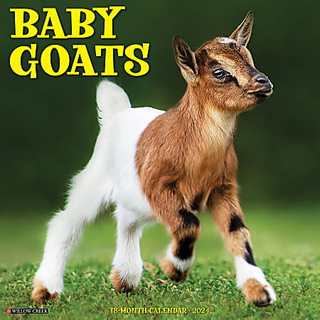 2024 Willow Creek Press Animals Monthly Wall Calendar, 12" x 12", Baby Goats, January To December