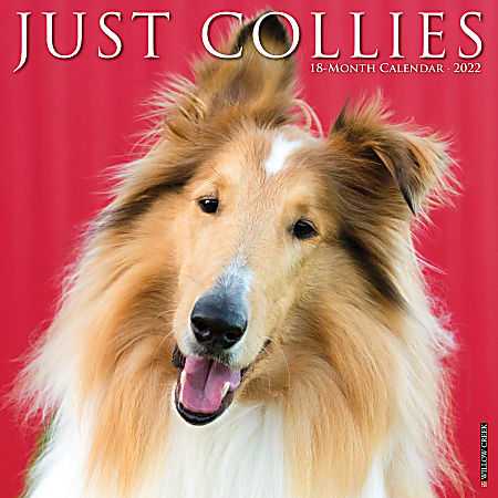 Willow Creek Press Animals Monthly Wall Calendar, 12" x 12", Just Collies, January to December 2022, 17609