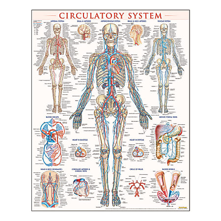 QuickStudy Human Anatomical Poster, English, Circulatory System, 28" x 22"