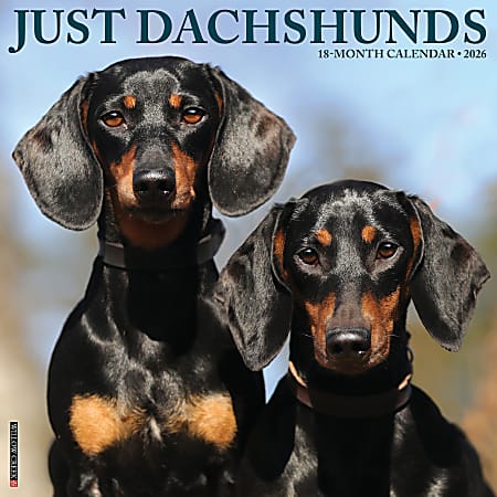 2026 Willow Creek Press Animals Monthly Wall Calendar, 12" x 12", Dachshunds, January To December, 50941