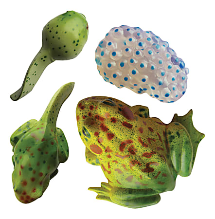 Insect Lore 4-Piece Frog Life Cycle Stages Figure Set, Green, Pre-K to 5th Grade