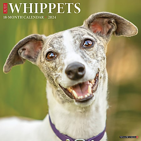 2024 Willow Creek Press Animals Monthly Wall Calendar, 12" x 12", Just Whippets, January To December