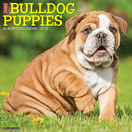 Willow Creek Press Animals Monthly Wall Calendar, 12" x 12", Just Bulldog Puppies, January to December 2022, 17180