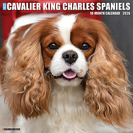 2026 Willow Creek Press Animals Monthly Wall Calendar, 12" x 12", Cavalier King Charles Spaniels, January To December, 50651