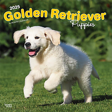 2025 BrownTrout Golden Retriever Puppies Monthly Plastic-Free Square Wall Calendar, 12" x 12", Dog Breeds, January to December 2025, 9781975477066