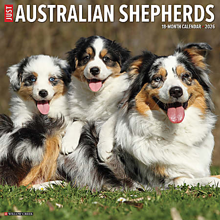 2026 Willow Creek Press Animals Monthly Wall Calendar, 12" x 12", Australian Shepherds, January To December, 49983