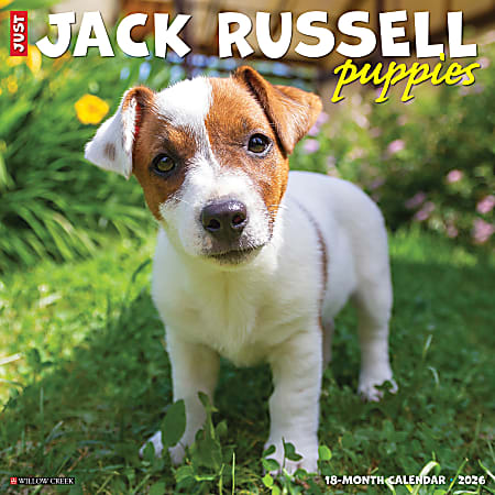 2026 Willow Creek Press Animals Monthly Wall Calendar, 12" x 12", Jack Russell Puppies, January To December, 51610