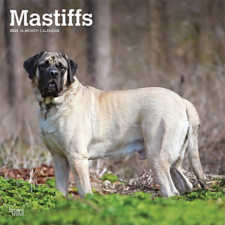 2025 BrownTrout Mastiffs Monthly Plastic-Free Square Wall Calendar, 12" x 12", Dog Breeds, January to December 2025, 9781975477417