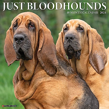 2024 Willow Creek Press Animals Monthly Wall Calendar, 12" x 12", Just Bloodhounds, January To December