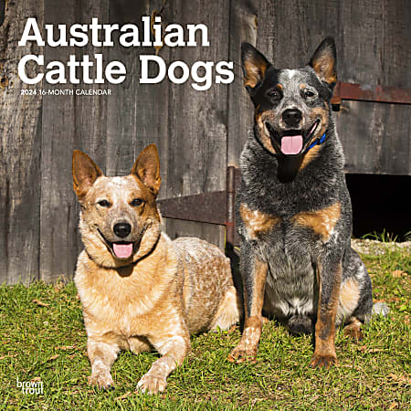 2024 BrownTrout Monthly Square Wall Calendar, 12" x 12", Australian Cattle Dogs, January to December