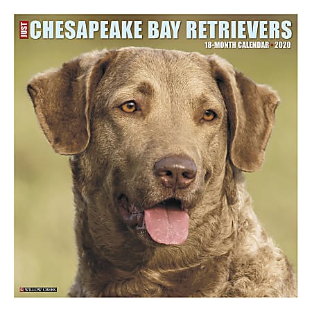 Willow Creek Press Animals Monthly Wall Calendar, 12" x 12", Chesapeake Bay Retrievers, January To December 2020