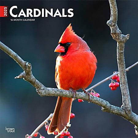 2025 BrownTrout Cardinals Monthly Plastic-Free Square Wall Calendar, 12" x 12", Wildlife, January to December 2025, 9781975476786