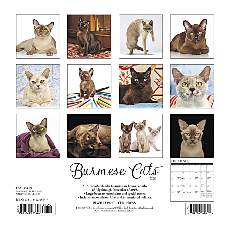 Willow Creek Press Animals Monthly Wall Calendar 12 x 12 Burmese Cats ...