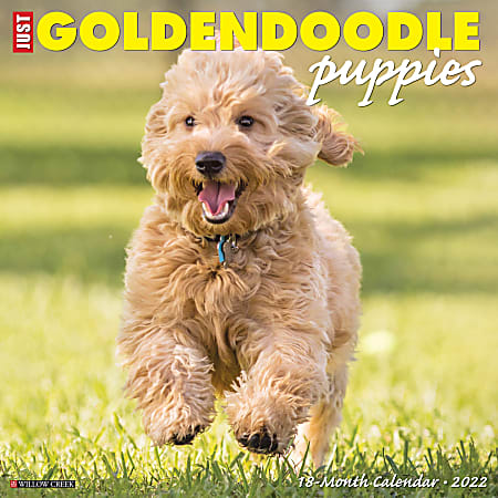 Willow Creek Press Animals Monthly Wall Calendar, 12" x 12", Just Goldendoodle Puppies, January to December 2022, 18118