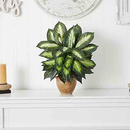 burle marx philodendron indoor care Burle Marx Philodendron