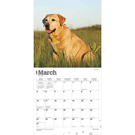 2024 BrownTrout Monthly Square Wall Calendar 12 x 12 Yellow Labrador  Retrievers January to December - Office Depot