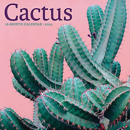 2024 Willow Creek Press Scenic Monthly Wall Calendar, 12" x 12", Cactus, January to December