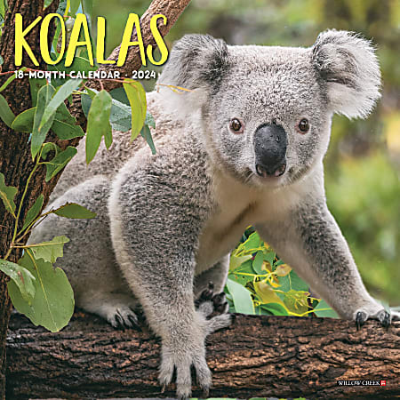 2024 Willow Creek Press Scenic Monthly Mini Wall Calendar, 7” x 7”, Koalas, January To December