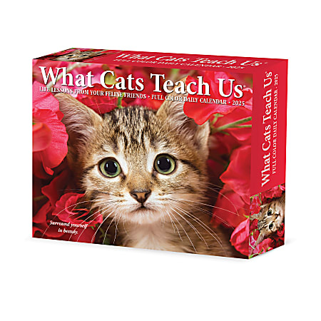 2025 Willow Creek Press Daily Desk Box Calendar, 5-1/2” x 6-1/4”, What Cats Teach Us, January to December 2025, 41109