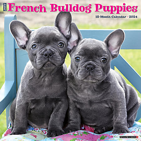 2024 Willow Creek Press Animals Monthly Wall Calendar, 12" x 12", Just French Bulldog Puppies, January To December