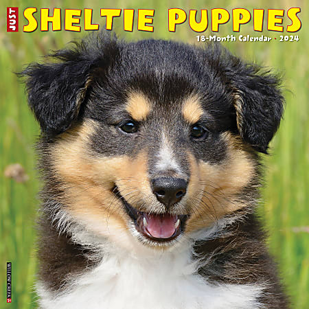 2024 Willow Creek Press Animals Monthly Wall Calendar, 12" x 12", Just Sheltie Puppies, January To December