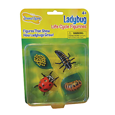 Insect Lore Ladybug Life Cycle Stages, Pre-K - Grade 6