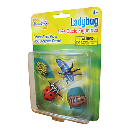 Insect Lore Ladybug Life Cycle Stages Pre K Grade 6 - Office Depot