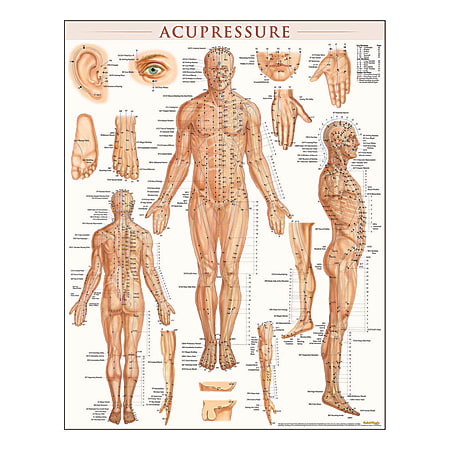 QuickStudy Human Anatomical Poster, English, Acupressure,