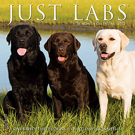 Willow Creek Press Monthly Mini Wall Calendar, 7" x 7", Labs, January To December 2022