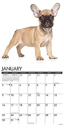 Willow Creek Press Animals Monthly Wall Calendar 12 x 12 Just French Bulldog  Puppies January to December 2022 17951 - Office Depot
