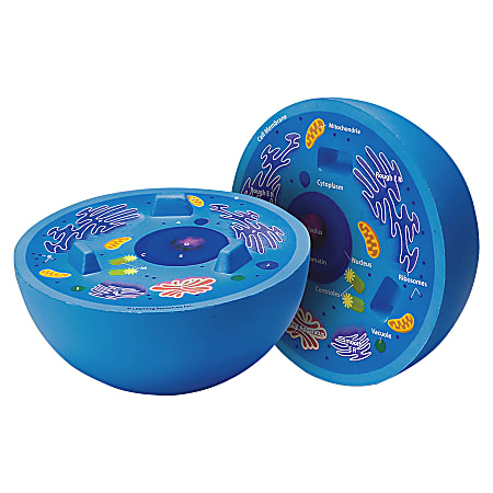 Learning Resources® Animal Cell Cross Section Model, 6"