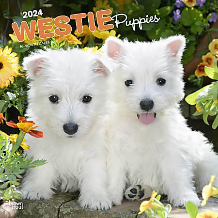 2024 BrownTrout Monthly Square Wall Calendar, 12" x 12", West Highland White Terrier Puppies, January to December