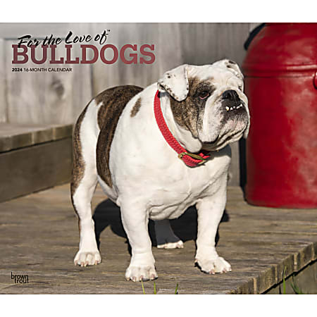 2024 BrownTrout Monthly Deluxe Wall Calendar, 14" x 12", For the Love of Bulldogs, January to December