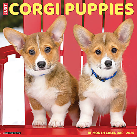 2025 Willow Creek Press Animals Monthly Wall Calendar, 12” x 12”, Corgi Puppies, January To December, 42540