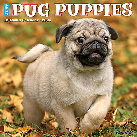 2026 Willow Creek Press Animals Monthly Wall Calendar, 12" x 12", Pug Puppies, January To December, 52495