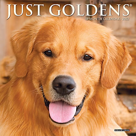 Willow Creek Press Monthly Mini Wall Calendar, 7" x 7", Goldens, January To December 2022