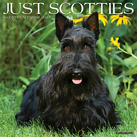 2026 Willow Creek Press Animals Monthly Wall Calendar, 12" x 12", Scotties, January To December, 52693