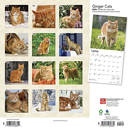 2024 BrownTrout Monthly Square Wall Calendar 12 x 12 Ginger Cats ...